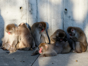 動物園のサルのイメージ